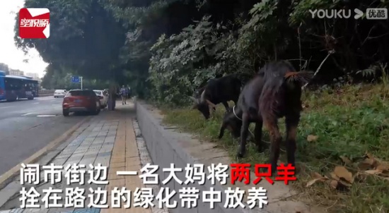 大媽鬧市放羊啃食綠化帶