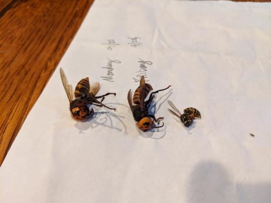 美國再現殺人大黃蜂入侵事件