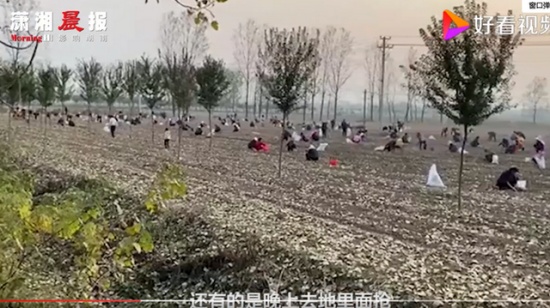 承包商收花生遭數百村民哄搶