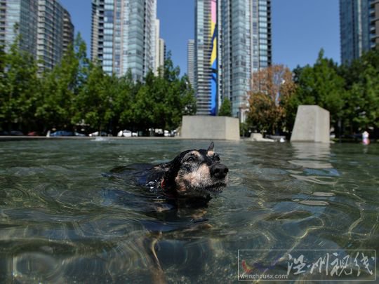 加拿大創紀錄的49.5℃高溫