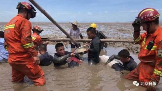 12頭疑似鯨豚擱淺浙江海域