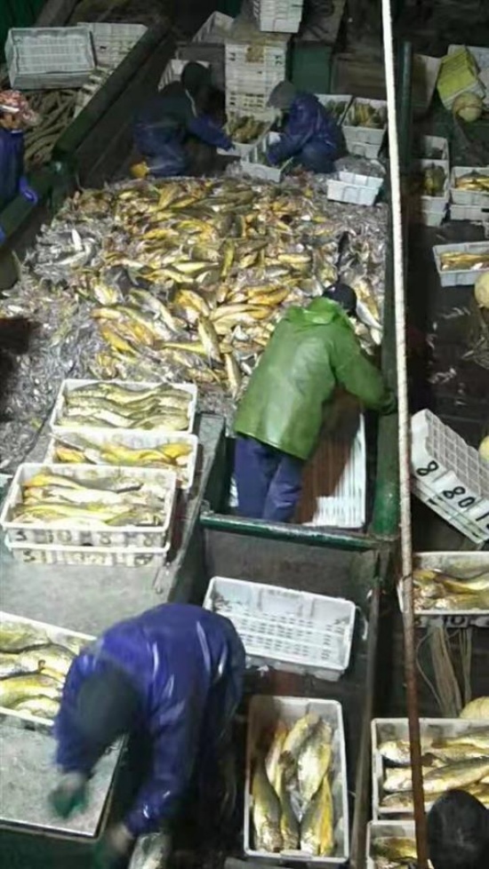 大黃魚船主:957萬貨款已到賬
