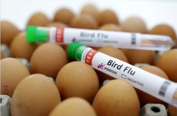 墨西哥報(bào)告野鴨感染H5N1禽流感 商業(yè)農(nóng)場未受影響