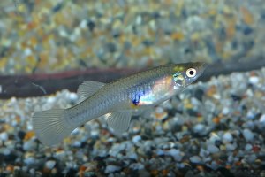 佛山投數千滅蚊魚 1條1天滅蚊438只