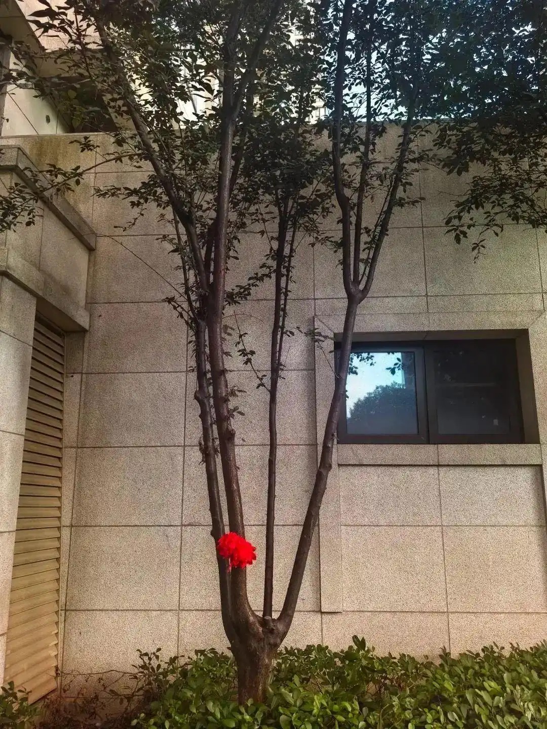 杭州3歲男孩從18樓墜落奇跡生還:這棵小樹救命!