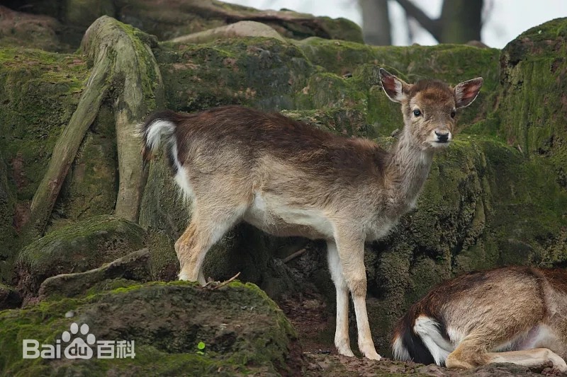 虎跳峽出現(xiàn)不明生物？當?shù)鼗貞?yīng)不是龍