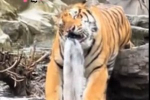 河南欒川竹海野生動(dòng)物園一只老虎咬水管玩成“虎口