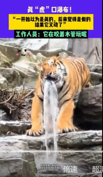 河南一老虎咬水管玩成“虎口瀑布”