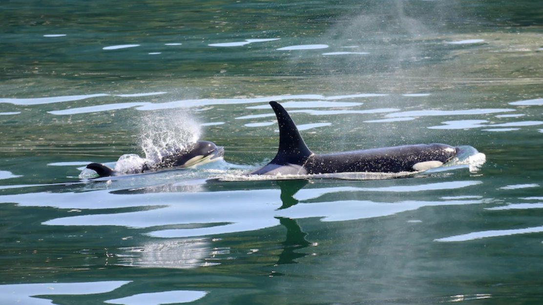 目前，虎鯨大規(guī)模擱淺事件正在調(diào)查中。