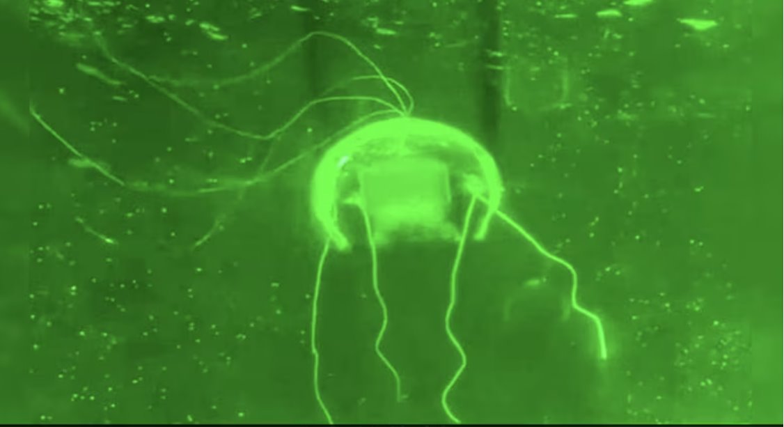 中國(guó)科學(xué)家研發(fā)出一種類(lèi)似水母的機(jī)器人，被稱(chēng)為“水下幻影”，專(zhuān)為水下任務(wù)而設(shè)計(jì)。