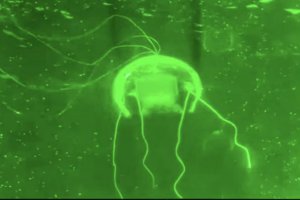 西北工業大學研制出仿生水母機器人“幽靈水母”