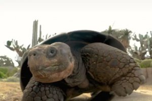 加州動物園最年長的