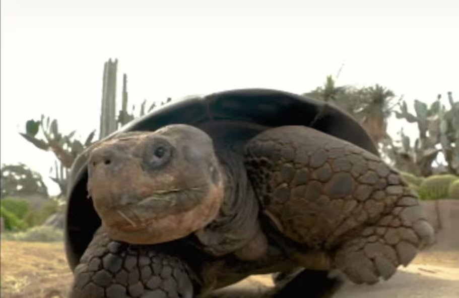 加州動物園最年長的動物——加拉帕戈斯象龜去世，享年141歲。